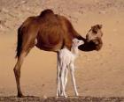 Η Dromedary ή Αραβική καμήλα
